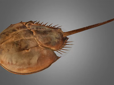 Horseshoe Crab With Brown Shell Long Tail And Sharp Spikes On Gray Background 3d model