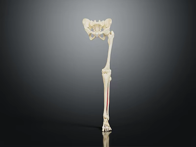 Anatomical Human Lower Limb Organ Skeleton Model Displaying Bone Structure Details For Study 3d model