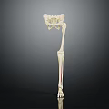 Anatomical Human Lower Limb Organ Skeleton Model Displaying Bone Structure Details For Study 3d model