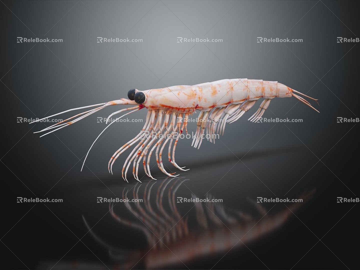 Modern Shrimp River Shrimp Sea Shrimp 3d model