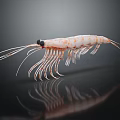 Detailed Orange and White Striped Shrimp with Long Antennae Translucent Shell Isolated on Dark Background