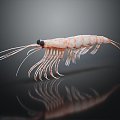 Modern Shrimp River Shrimp Sea Shrimp 3d model