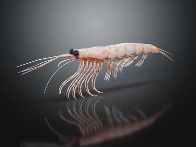 Detailed Orange and White Striped Shrimp with Long Antennae Translucent Shell Isolated on Dark Background 3d model