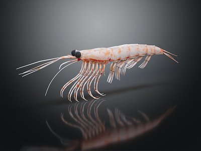 Modern Shrimp River Shrimp Sea Shrimp 3d model