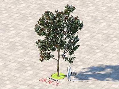 Magnolia Tree With Person Standing Beside On Square Paved Ground With Three Meters Height Marker 3d model