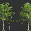 Two Large Green Trees With Thick Trunks And Small Human Figure On Black Background