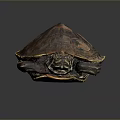 Turtle with patterned brown and orange shell resting on dark smooth surface with reflection
