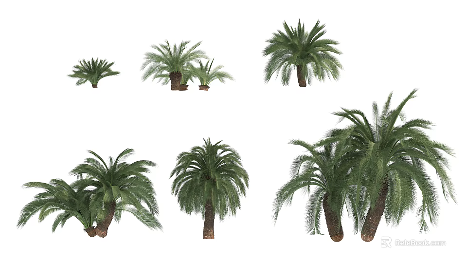 Lush Palm Trees In Various Sizes And Heights With Green Fronds And Brown Trunks 3d model 
