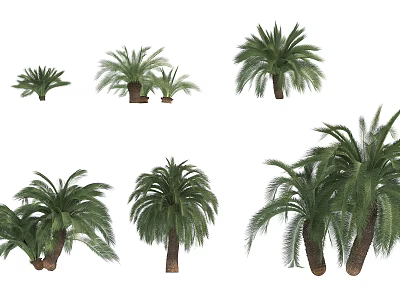 Lush Palm Trees In Various Sizes And Heights With Green Fronds And Brown Trunks 3d model