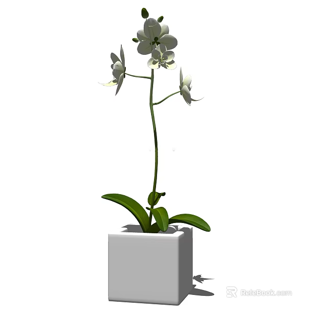White Orchid Bonsai Plant With Green Leaves In Square White Pot 3d model 