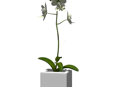 White Orchid Bonsai Plant With Green Leaves In Square White Pot 3d model