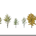 Various Arbor Trees With Green And Yellow Foliage In Seasonal