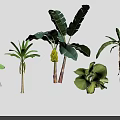 Diverse Tropical Plants Featuring Banana Trees Palm Leaves And Large Green Foliage