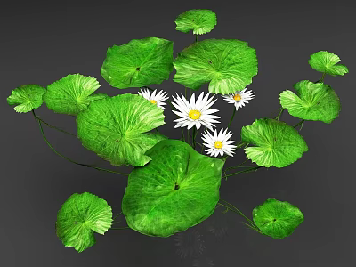 Beautiful White Water Lilies With Green Lily Pads Natural Floral Botanical 3d model