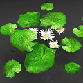 Beautiful White Water Lilies With Green Lily Pads Natural Floral Botanical
