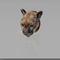 Cougar Head Model With Brown Fur Yellow Eyes And White Whiskers On Dark Background