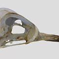 Flying Animal Bird Skull Skeleton Structure With Anatomical Details Close Up View