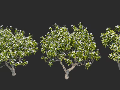 Arbor Trees With Lush Green Foliage And White Blossoms On Black Background 3d model