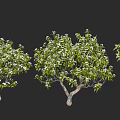 Arbor Trees With Lush Green Foliage And White Blossoms On Black Background