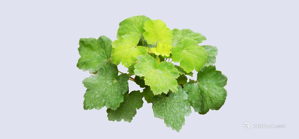 Vibrant Shrub With Lush Green Textured Leaves And Healthy Foliage 3d model 