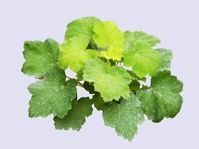 Vibrant Shrub With Lush Green Textured Leaves And Healthy Foliage 3d model