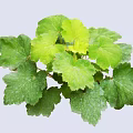 Vibrant Shrub With Lush Green Textured Leaves And Healthy Foliage