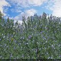Lush Green Bushes With Purple Flowers And Yellow Blooms Under Blue Sky