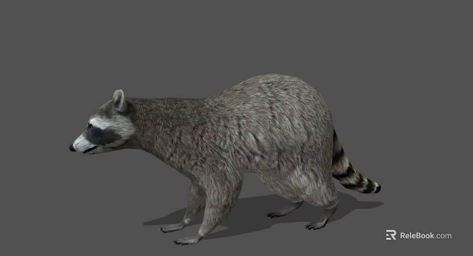 3D Raccoon Model With Gray Fur And Striped Tail On Gray Background 3d model 