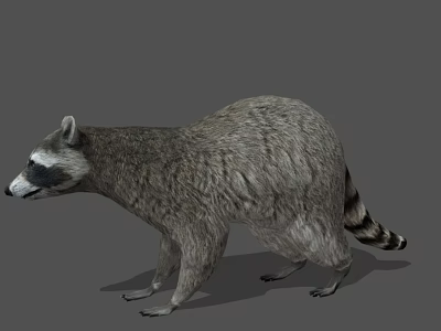 3D Raccoon Model With Gray Fur And Striped Tail On Gray Background 3d model
