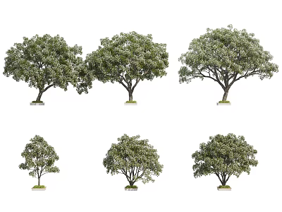 Various Arbor Trees With Different Sizes And Lush Green Foliage 3d model