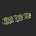 Three Neatly Trimmed Green Hedge Shrubs for Garden Landscaping Design