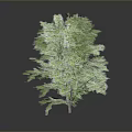 Lush Green Tree With Dense Foliage Isolated On Dark Gray Background
