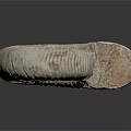 Ammonite Fossil Spiral Shell With Organ Like Structure And Hair Like Texture