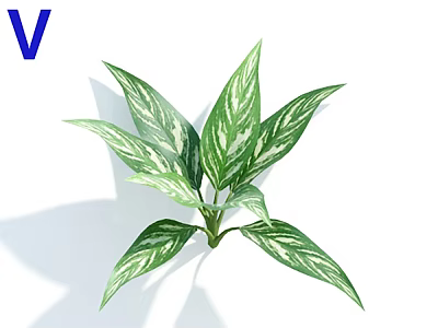 Indoor Decorative Plant With Lush Green And White Striped Leaves 3d model