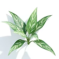 Indoor Decorative Plant With Lush Green And White Striped Leaves