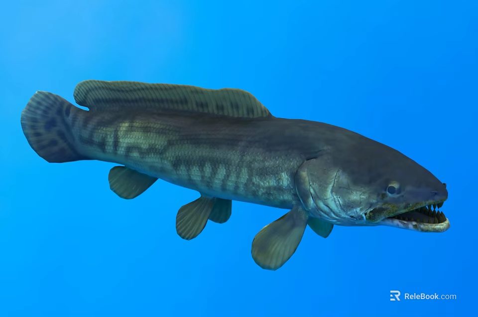 Large Striped Freshwater Fish Swimming in Clear Blue Water with Open Mouth 3d model 