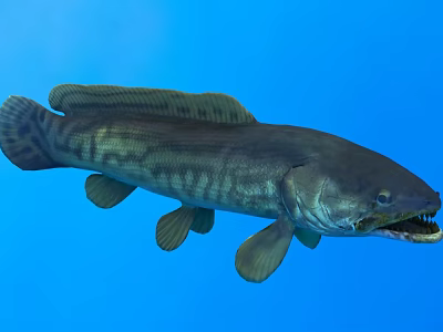 Large Striped Freshwater Fish Swimming in Clear Blue Water with Open Mouth 3d model