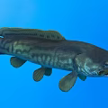 Large Striped Freshwater Fish Swimming in Clear Blue Water with Open Mouth