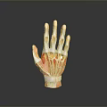 Medical Device Hand Anatomy Model with Skeleton and Muscle Structure 3d model