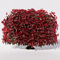 Vibrant Red Leaf Round Shrubs in Various Sizes for Garden Landscaping