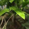 leaves and branches 3d model