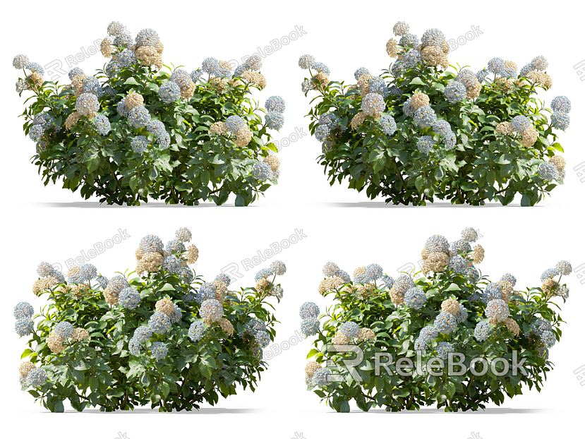 Modern Hydrangea Flowers model