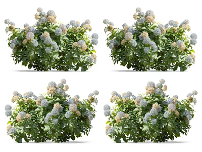 Lush Hydrangea Bushes With White And Light Blue Flowers And Green Leaves 3d model