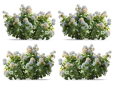 Modern Hydrangea Flowers 3d model