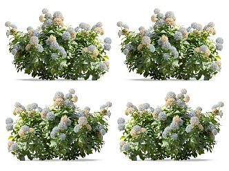 Modern Hydrangea Flowers 3d model