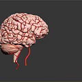 3D Rendered Brain Model Medical Device with Vascular Details for Neurosurgical Training