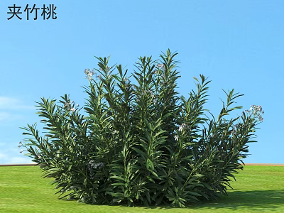 Lush Oleander Shrub With Green Leaves And White Flowers In Outdoor Garden 3d model
