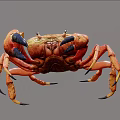 Realistic Orange Crab Aquatic Animal With Blue Claws And Detailed Features
