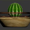 Green Cactus With White Spots Placed In Bowl Shaped Pot With Brown Decoration And Soil