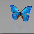 Vibrant Blue Butterfly With Orange Wing Patterns And Reflection On Gray Background 3d model